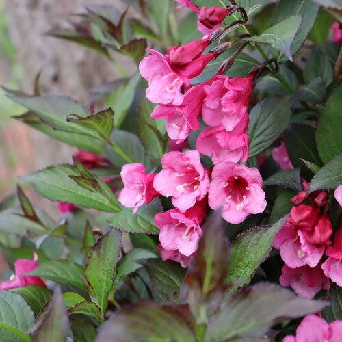 Weigela florida 'SMNWFG' ~ Sonic Bloom® Wine Weigela-ServeScape