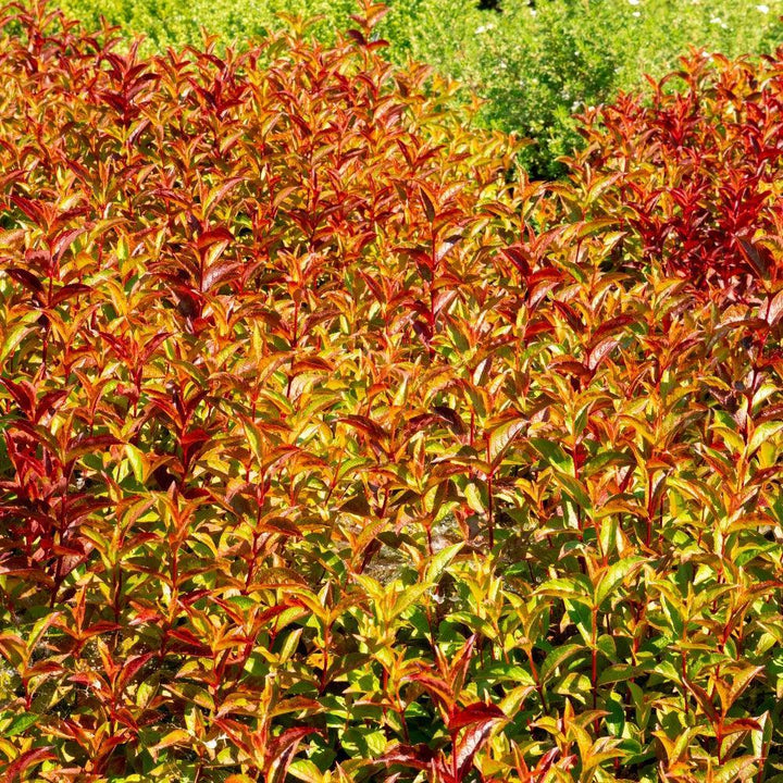 Weigela x 'Verwof 1’ ~ Date Night™ Strobe™ Weigela-ServeScape