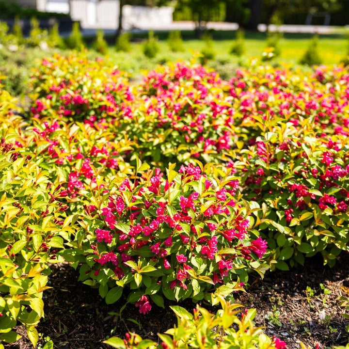 Weigela x 'Verwof 1’ ~ Date Night™ Strobe™ Weigela-ServeScape