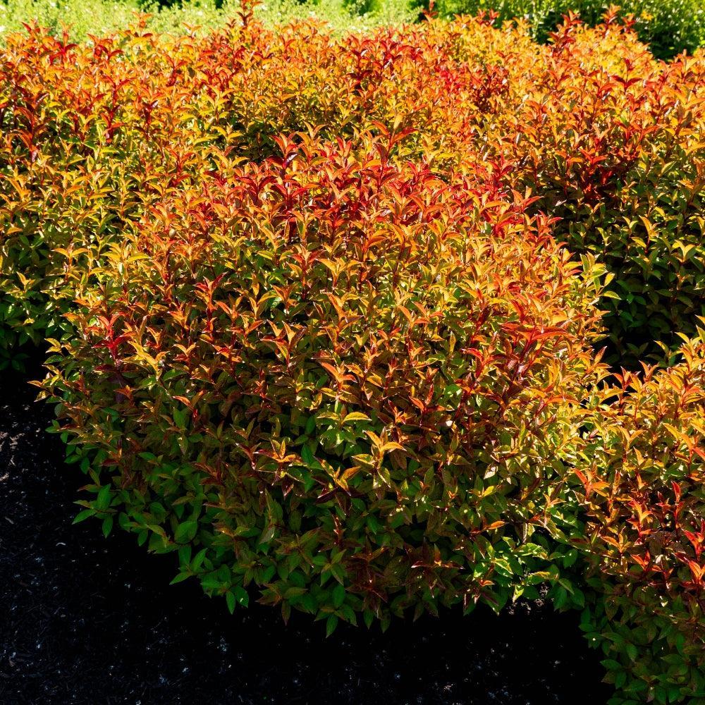 Weigela x 'Verwof 1’ ~ Date Night™ Strobe™ Weigela-ServeScape