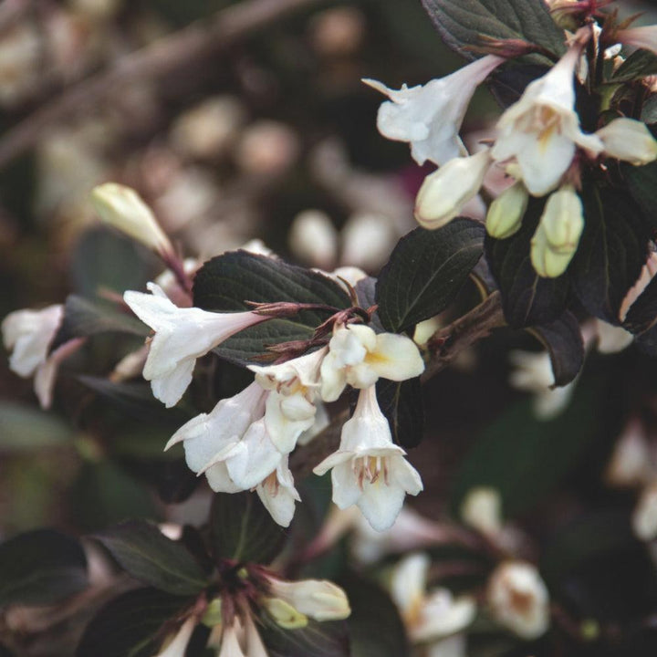 Weigela x 'Velda’ ~ Date Night™ Tuxedo™ Weigela-ServeScape