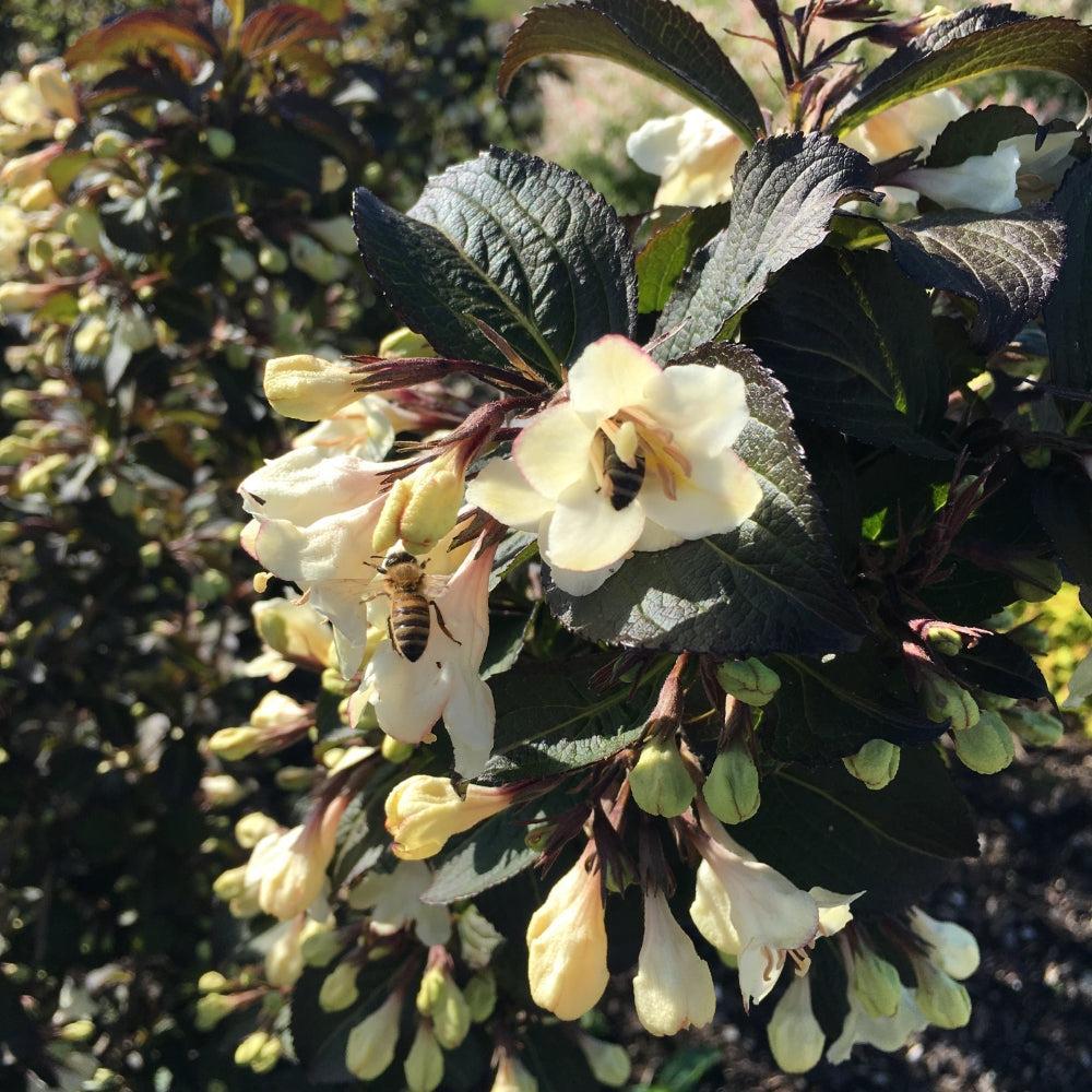 Weigela x 'Velda’ ~ Date Night™ Tuxedo™ Weigela-ServeScape