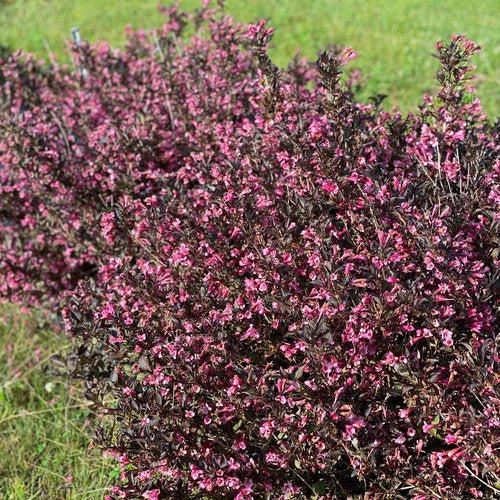 Weigela florida 'SMNWFDFPD' ~ Very Fine Wine® Weigela-ServeScape