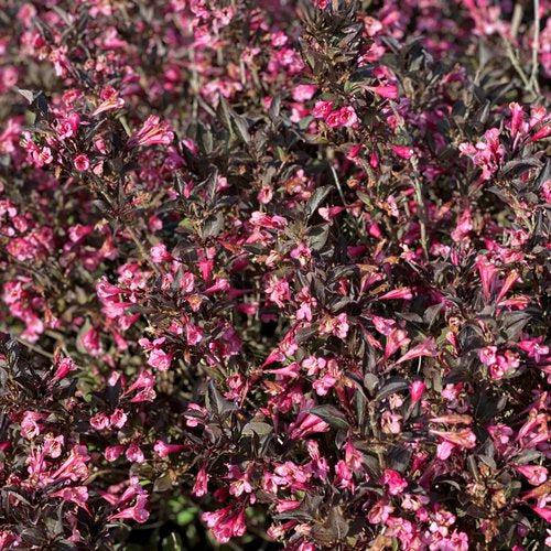 Weigela florida 'SMNWFDFPD' ~ Very Fine Wine® Weigela-ServeScape