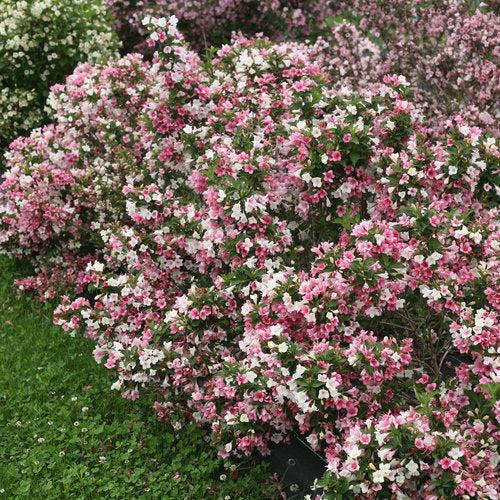 Weigela florida 'VUKOZGemini' ~ Czechmark Trilogy® Weigela-ServeScape