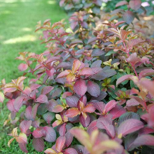 Weigela florida 'Verweig9' PP35146 ~ Midnight Sun™ Weigela-ServeScape