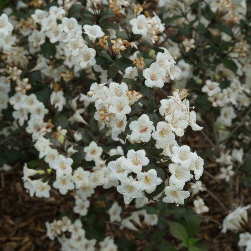 Weigela florida 'SMNWFGC' ~ Wine & Spirits® Weigela-ServeScape