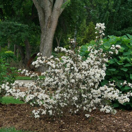 Weigela florida 'SMNWFGC' ~ Wine & Spirits® Weigela-ServeScape