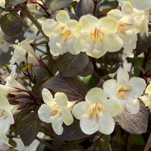 Weigela florida 'SMNWFGC' ~ Wine & Spirits® Weigela-ServeScape