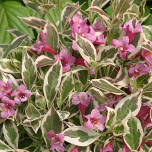 Weigela florida 'Verweig' ~ My Monet® Weigela-ServeScape