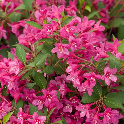 Weigela florida 'Bokrasopin' ~ Sonic Bloom® Pink Weigela-ServeScape