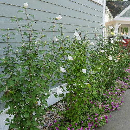 Hibiscus syriacus 'Gandini van Aart' ~ PW® White Pillar® Rose of Sharon-ServeScape