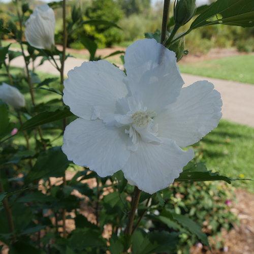 Hibiscus syriacus 'Gandini van Aart' ~ PW® White Pillar® Rose of Sharon-ServeScape