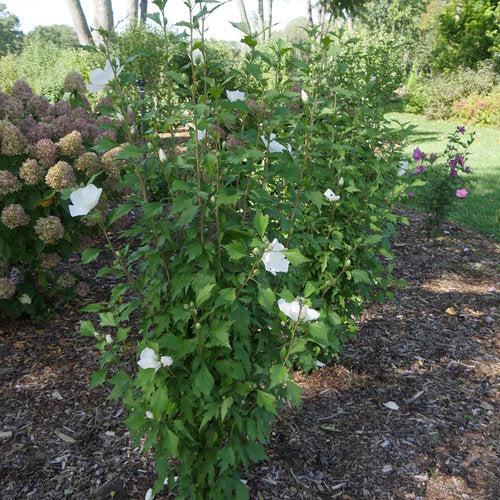 Hibiscus syriacus 'Gandini van Aart' ~ PW® White Pillar® Rose of Sharon-ServeScape