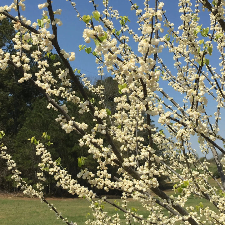 Cercis canadensis 'White Pom Poms' ~ White Pom Poms Redbud-ServeScape