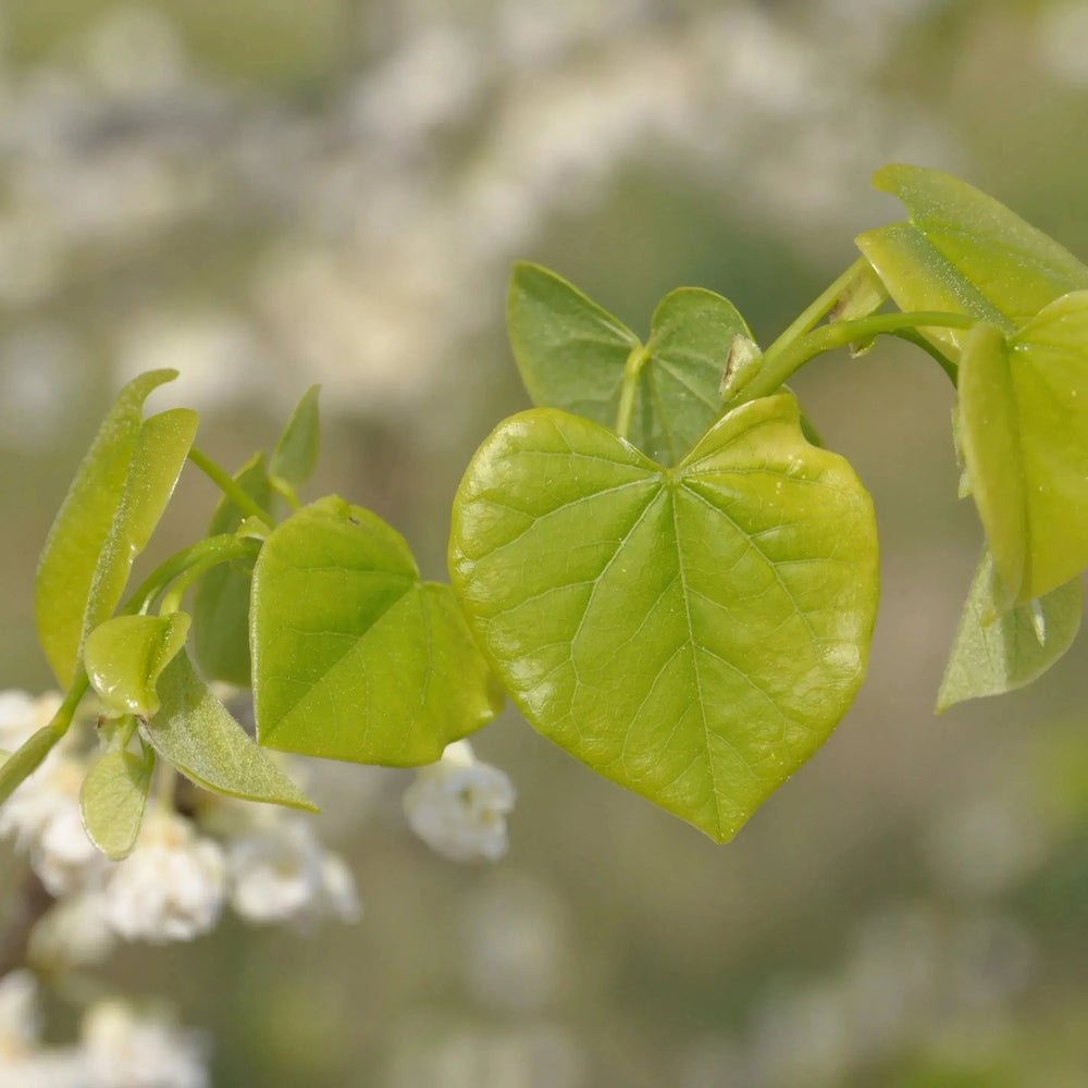 Cercis canadensis 'White Pom Poms' ~ White Pom Poms Redbud-ServeScape