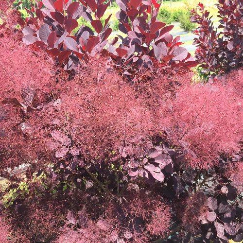 Cotinus coggygria 'NCCO1' ~ Winecraft Black® Smokebush-ServeScape