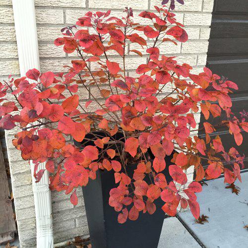 Cotinus coggygria 'NCCO1' ~ Winecraft Black® Smokebush-ServeScape