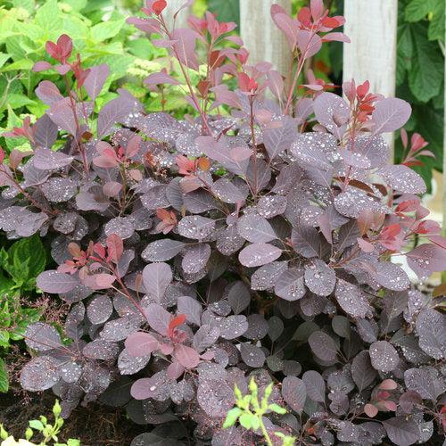 Cotinus coggygria 'NCCO1' ~ Winecraft Black® Smokebush-ServeScape