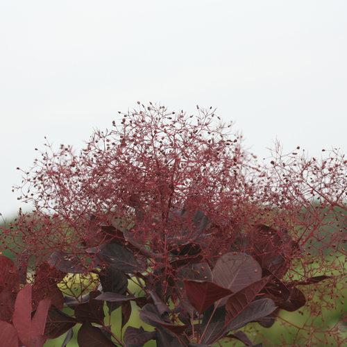 Cotinus coggygria 'NCCO1' ~ Winecraft Black® Smokebush-ServeScape