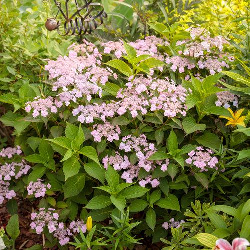 Hydrangea serrata 'MAKD' ~ Tiny Tuff Stuff™ Hydrangea-ServeScape