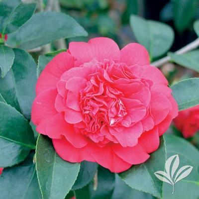 Camellia sasanqua 'La Rouge' ~ La Rouge Camellia-ServeScape
