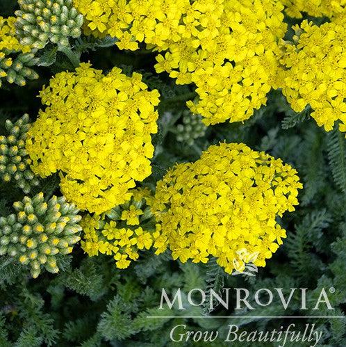 Achillea millefolium 'Desyel' ~ Monrovia® Desert Eve™ Yellow Yarrow-ServeScape