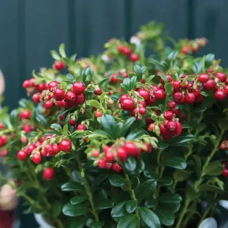 Vaccinium vitus-idaea 'Red Candy' ~ Red Candy Lingonberry-ServeScape
