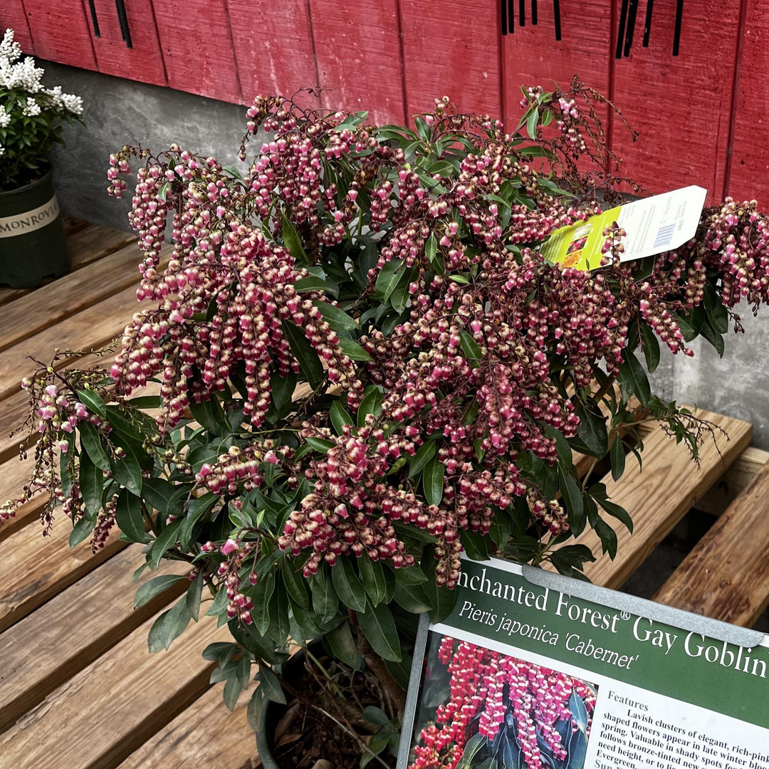 Pieris japonica 'Cabernet' PP #29,130 ~ Enchanted Forest® Gay Goblin™ Pieris-ServeScape