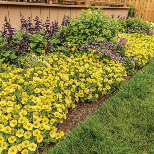 Petunia hybrid 'WGPESMVYEL' ~ PW® Supertunia Mini Vista® Yellow Petunia-ServeScape