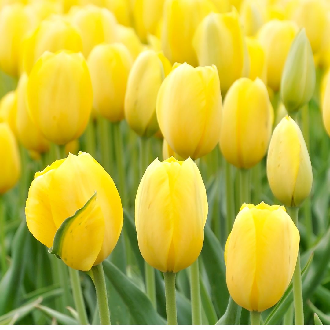 Tulipa 'Yellow Impression' ~ Yellow Impression Tulip, Darwin Hybrid-ServeScape