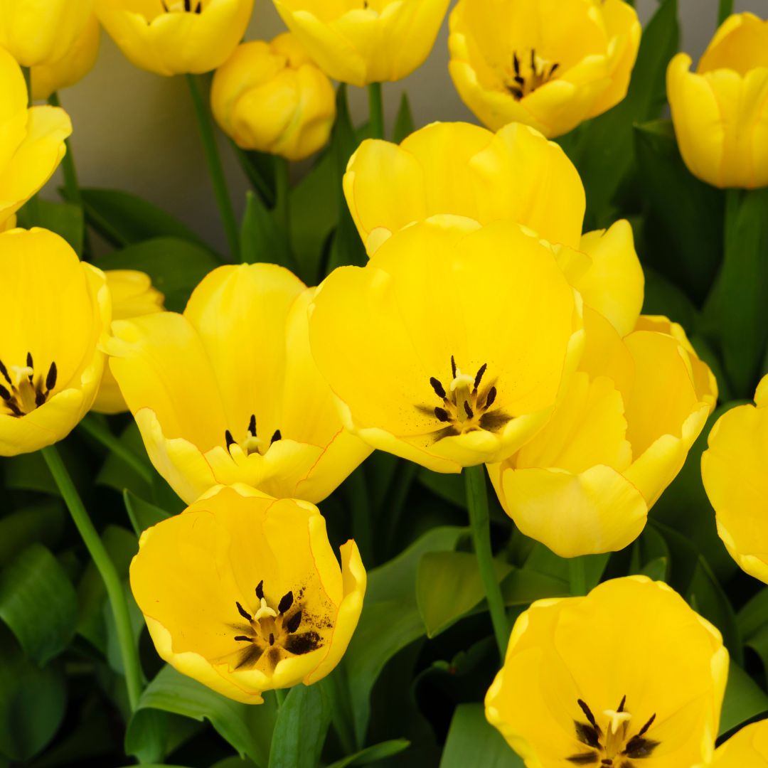 Tulipa 'Yellow Impression' ~ Yellow Impression Tulip, Darwin Hybrid-ServeScape