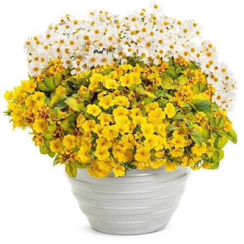Calibrachoa hybrid 'WNCALSBYEL23' ~ PW® Superbells® Yelow Calibrachoa-ServeScape