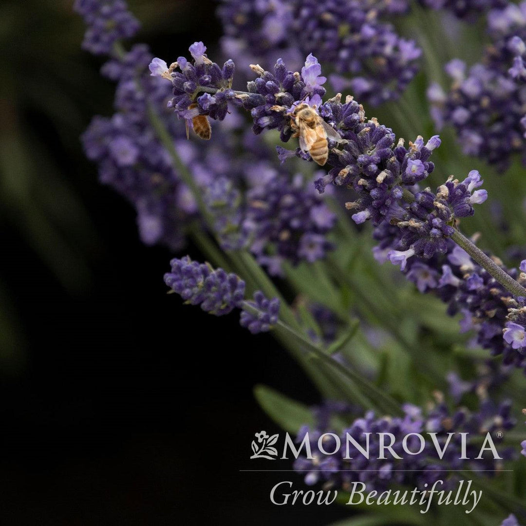 Lavandula angustifolia 'Blue Imp.' ~ Aromatico™ Blue Imp. Lavender-ServeScape
