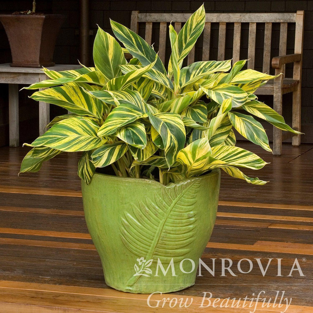 Alpinia zerumbet 'Variegata' ~ Monrovia® Variegated Ginger-ServeScape