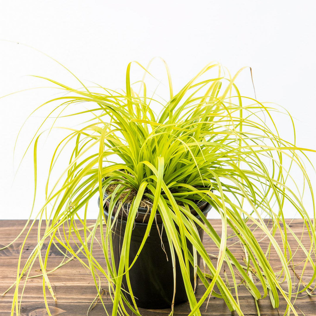 Carex oshimensis 'Everillo' PP#21,002 ~ EverColor® Everillo Sedge-ServeScape