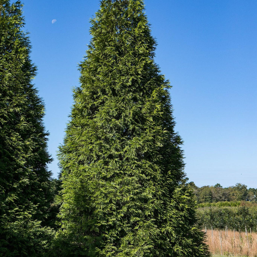 Thuja 'Green Giant' ~ Green Giant Arborvitae-ServeScape