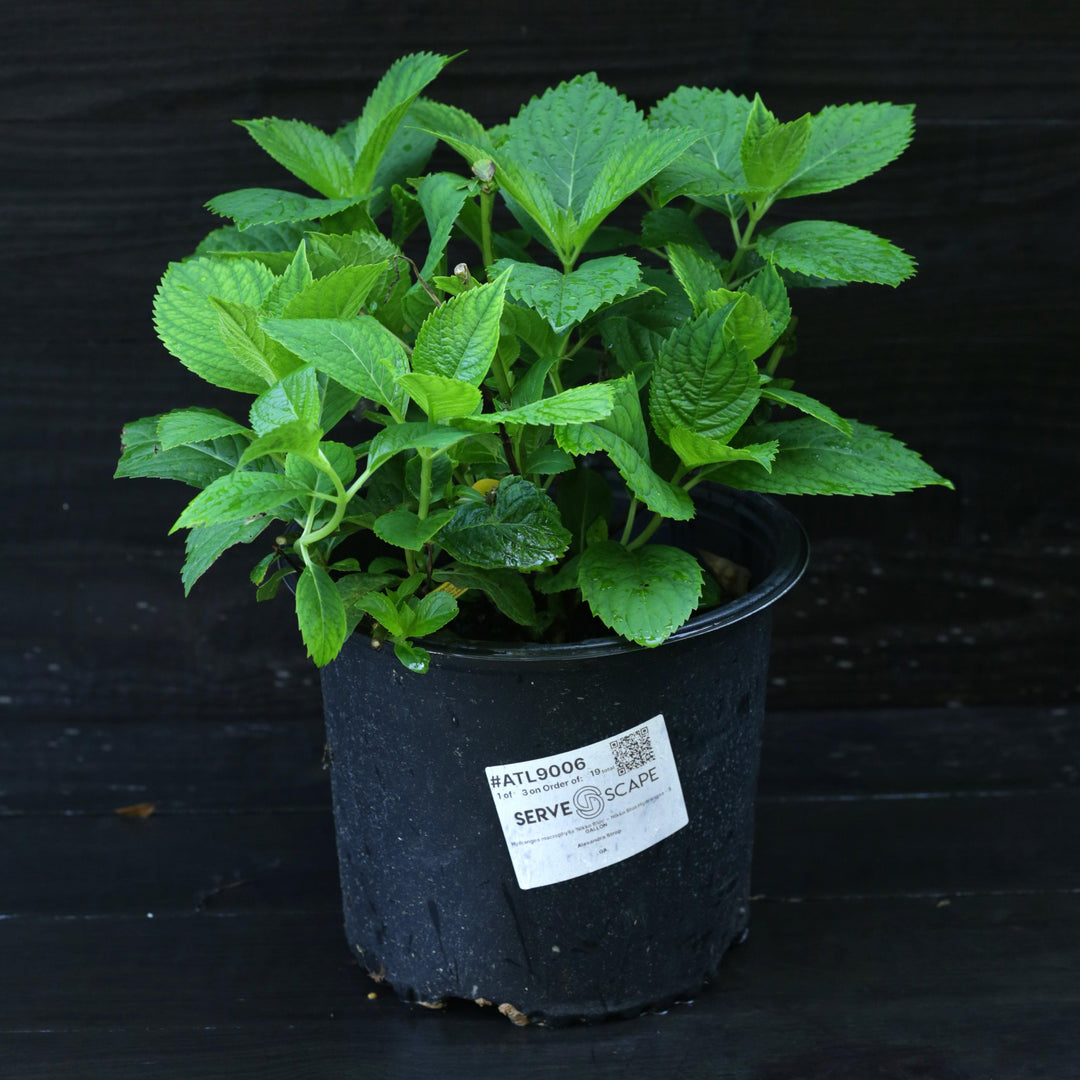 Hydrangea macrophylla 'Nikko Blue' ~ Nikko Blue Hydrangea-ServeScape