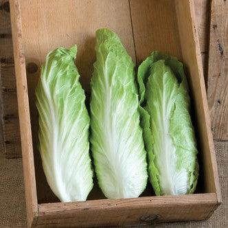 Salad Garden Pack-ServeScape