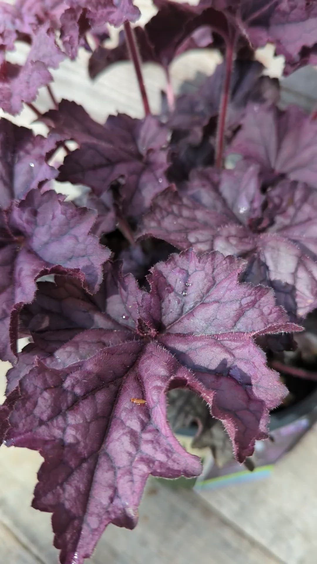 Heuchera x villosa 'TNHEUGA' ~ Grande™ Amethyst Coral Bells, Heuchera