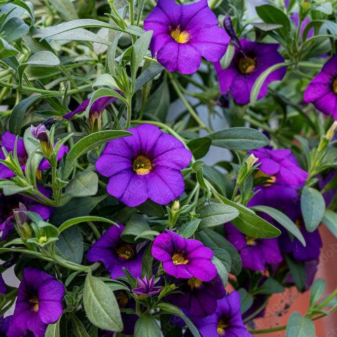 Calibrachoa Calitastic Raspberry Calitastic® Indigo Calibrachoa - Calibrachoa 'Wescain' – ServeScape