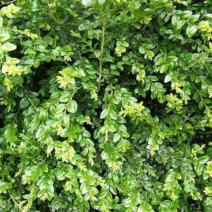Buxus sempervirens ~ American Boxwood-ServeScape