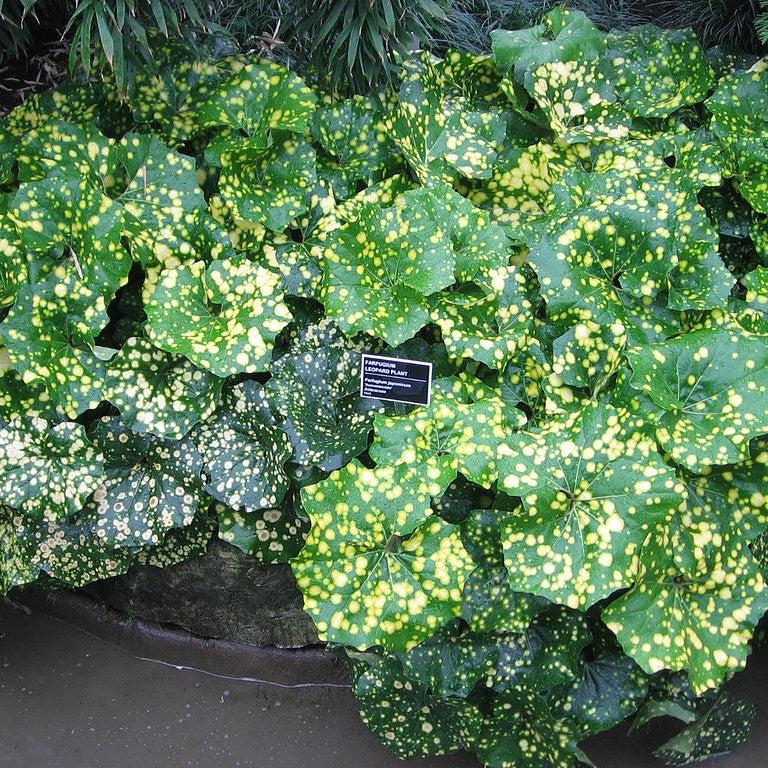 Farfugium Japonicum ''Aureomaculatum' ~ Firefly Leopard Plant-ServeScape