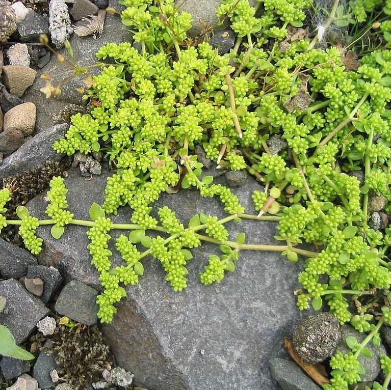 Herniaria glabra ~ Green Carpet, Rupturewort-ServeScape