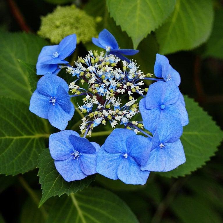 Hydrangea macrophylla 'Blaumeise' ~ Blaumeise Hydrangea, Blue Titmouse Hydrangea-ServeScape