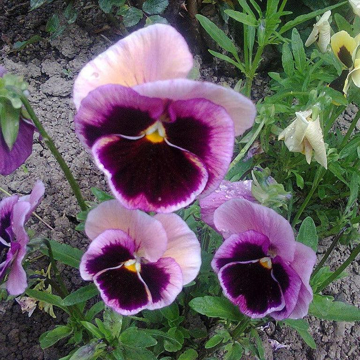 Viola x wittrockiana 'Mammoth Pink Berry' ~ Mammoth™ Pink Berry Pansy-ServeScape