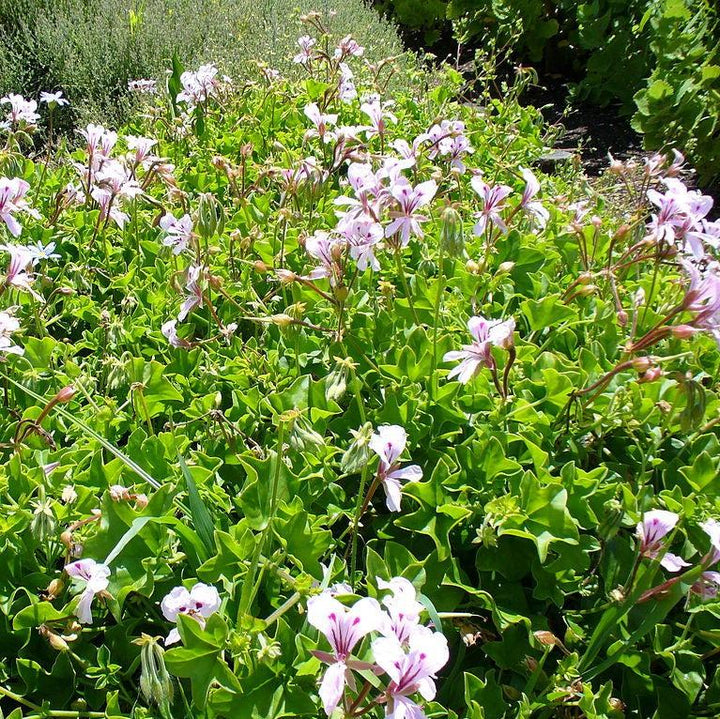 Pelargonium peltatum 'Blizzard White' ~ Blizzard® White Ivy Geranium-ServeScape