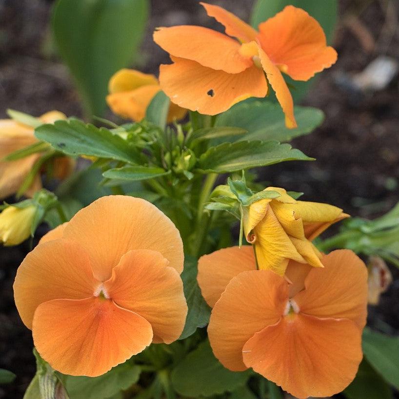 Viola x wittrockiana 'Inspire Plus Orange' ~ Inspire® Plus Orange Pansy-ServeScape