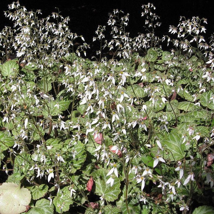 Saxifraga stolonifera ~ Strawberry Begonia-ServeScape