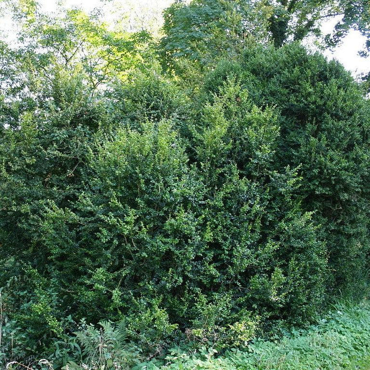 Buxus sempervirens ~ American Boxwood-ServeScape